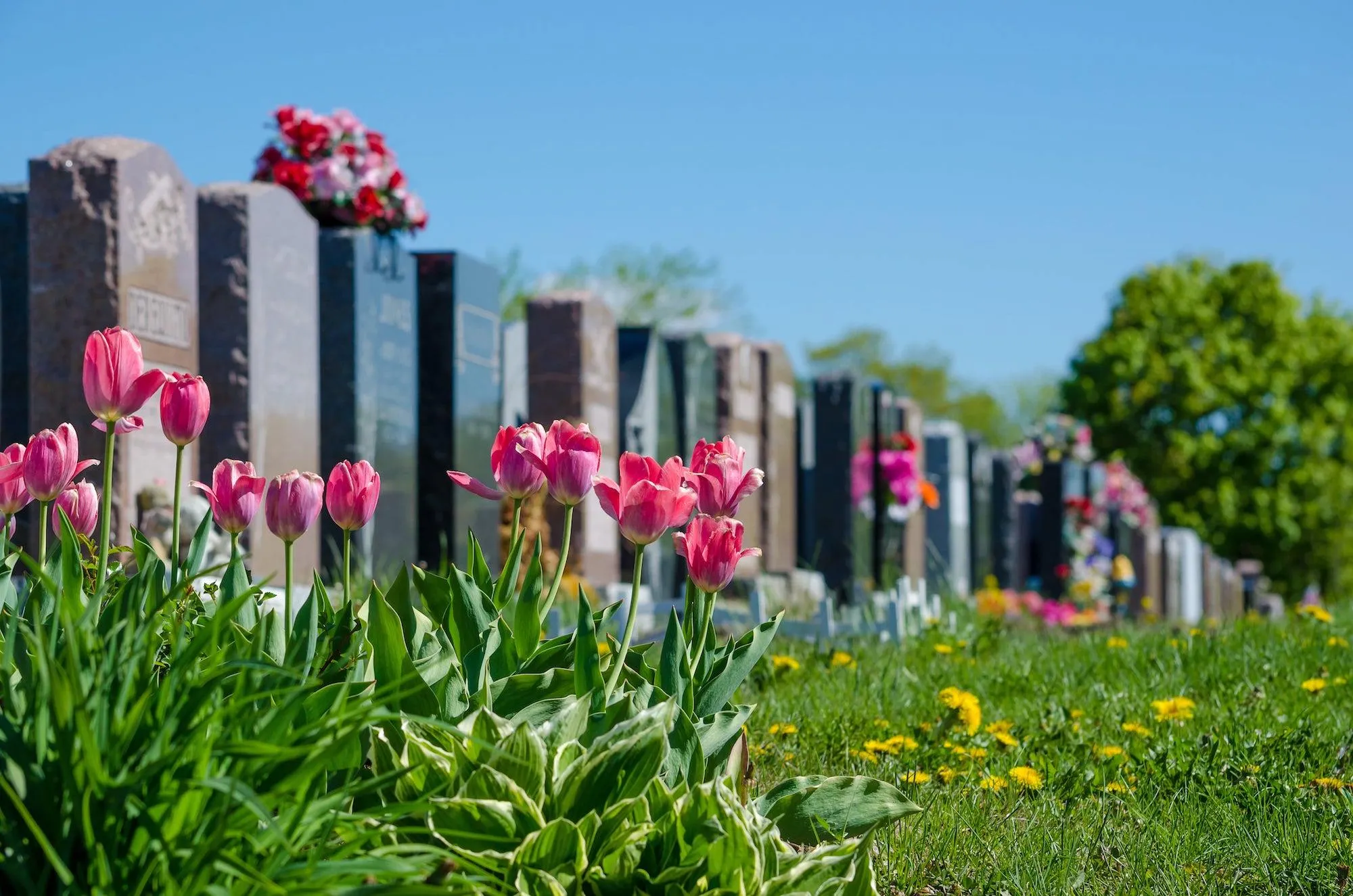 Fleurissement régulier de sépulture et dépôt de compositions florales sur tombes